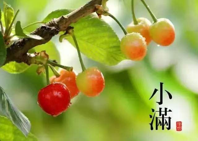 小麦青，梅子黄，遇见夏日好时光