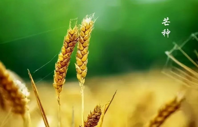 风吹麦浪 ，蝉鸣夏芒----送给芒种
