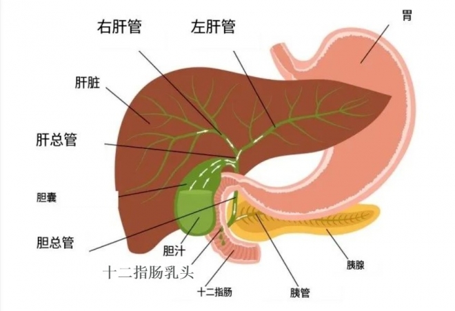 这种病春节假期高发，严重可致命！很多人中招……