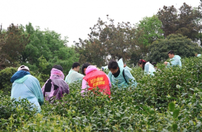 苏州园区西洛巷社区集宿区企业职工家庭采茶团建融合活动圆满举行